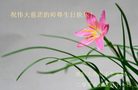 Published on 5/14/2008 大陆大法弟子祝贺世界法轮大法日暨师尊寿辰（十九）