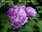 Published on 5/14/2008 大陆大法弟子祝贺世界法轮大法日暨师尊寿辰（十九）