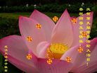 Published on 5/14/2008 大陆大法弟子祝贺世界法轮大法日暨师尊寿辰（十九）