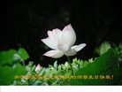 Published on 5/14/2008 大陆大法弟子祝贺世界法轮大法日暨师尊寿辰（十九）