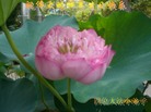 Published on 5/14/2008 大陆大法弟子祝贺世界法轮大法日暨师尊寿辰（十八）