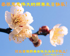 Published on 5/14/2008 大陆大法弟子祝贺世界法轮大法日暨师尊寿辰（二十一）