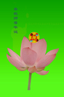 Published on 5/14/2008 大陆大法弟子祝贺世界法轮大法日暨师尊寿辰（十九）