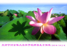Published on 5/14/2008 大陆大法弟子祝贺世界法轮大法日暨师尊寿辰（十九）