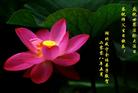 Published on 5/14/2008 大陆大法弟子祝贺世界法轮大法日暨师尊寿辰（十九）