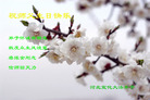 Published on 5/14/2008 大陆大法弟子祝贺世界法轮大法日暨师尊寿辰（二十）