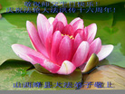 Published on 5/14/2008 大陆大法弟子祝贺世界法轮大法日暨师尊寿辰（二十一）