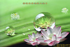 Published on 5/14/2008 大陆大法弟子祝贺世界法轮大法日暨师尊寿辰（二十一）