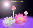 Published on 5/14/2008 大陆大法弟子祝贺世界法轮大法日暨师尊寿辰（二十一）