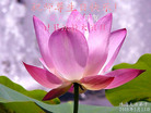 Published on 5/14/2008 大陆大法弟子祝贺世界法轮大法日暨师尊寿辰（二十二）