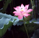 Published on 1/2/2002 