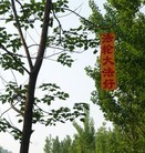 ���ֹ�,��½������������չʾ���ִ󷨺� ����������
