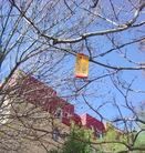 ���ֹ�,��ף���ִ��� ���ɹ�ĳ����������չ�󷨺� ����������
