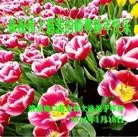 Published on 1/30/2014 ���ֹ�,��½�󷨵��ӹ�ףʦ���������(29��)
