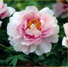 Published on 5/12/2005 		��½�󷨵��ӹ���ʦ�𻪵��߷��ִ󷨺鴫ʮ������(2)
