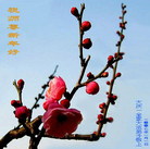 Published on 1/1/2007 ��½�󷨵��ӹ�ףʦ��������֣��ţ�