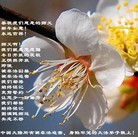 Published on 1/25/2009 ���ֹ�,���й��Ƿ��ٳֵĴ󷨵��Ӿ���ʦ��