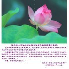 Published on 1/26/2009 ���ֹ�,������ʡ�󷨵��ӹ�ף�ȱ�ΰ���ʦ�������