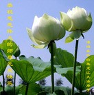 Published on 1/1/2011 ���ֹ�,��½�󷨵��ӹ�ףʦ��Ԫ�����֣��ߣ� - ���ִ�������
