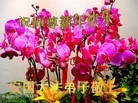 Published on 2/14/2013 ���ֹ�,��½�󷨵��ӹ�ףʦ������ã�45����
