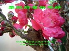 Published on 2/14/2013 ���ֹ�,��½�󷨵��ӹ�ףʦ������ã�45����

