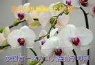 Published on 2/14/2013 ���ֹ�,��½�󷨵��ӹ�ףʦ������ã�45����
