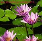 Published on 2/4/2011 ���ֹ�,��½�󷨵��ӹ�ףʦ��������֣���ʮ�ߣ�151�أ� - ���ִ�������
