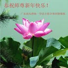 Published on 1/24/2012 ���ֹ�,��½�󷨵��ӹ�ףʦ������ã�150���� - ���ִ�������
