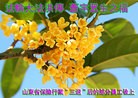 Published on 1/1/2013 ���ֹ�,���������˹�ף���־��ʦ�����
