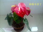 Published on 1/1/2013 ���ֹ�,��½�󷨵��ӹ�ףʦ��Ԫ�����֣�126����

