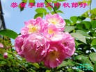 Published on 9/30/2012 ���ֹ�,��½���󷨵��ӹ�ףʦ�������
