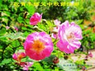 Published on 9/30/2012 ���ֹ�,��½���󷨵��ӹ�ףʦ�������
