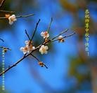 Published on 9/30/2012 ���ֹ�,��½�󷨵��ӹ�ףʦ��������֣�114����
