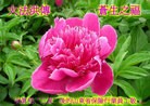 Published on 2/7/2013 ���ֹ�,����������۾��ٵȹ�ף���ʦ�������(11��)
