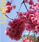 ���ֹ�,���ϴ󷨵��ӹ�ףʦ�������(15��)
