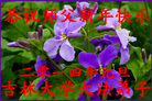 Published on 12/30/2013 ���ֹ�,����ϵͳ�󷨵��ӹ�ףʦ��Ԫ������(18��)
