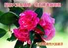 Published on 12/30/2013 ���ֹ�,��½�󷨵��ӹ�ףʦ��Ԫ������(31��)
