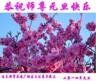 ���ֹ�,��ľ˹�󷨵��ӹ�ףʦ��Ԫ������(20��)
