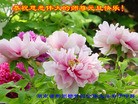 Published on 1/1/2014 ���ֹ�,��½�󷨵��ӹ�ףʦ��Ԫ������(55��)
