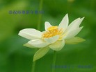 Published on 2/13/2013 ���ֹ�,��½�󷨵��ӹ�ףʦ��������֣�33����

