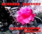 Published on 2/13/2013 ���ֹ�,��½�󷨵��ӹ�ףʦ��������֣�51����
