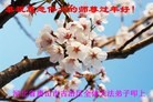 Published on 2/13/2013 ���ֹ�,��½�󷨵��ӹ�ףʦ��������֣�31����
