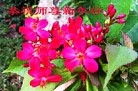 Published on 2/13/2013 ���ֹ�,��½�󷨵��ӹ�ףʦ��������֣�35����
