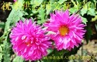 Published on 2/13/2013 ���ֹ�,��½���Ӵ󷨵�����ʦ����꣨22����
