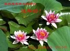 Published on 2/10/2013 ���ֹ�,��½�󷨵��ӹ�ףʦ��������֣�23����
