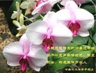 Published on 2/10/2013 ���ֹ�,��½�󷨵��ӹ�ףʦ�����ã�32����
