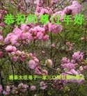 Published on 2/11/2013 ���ֹ�,��½�󷨵��ӹ�ףʦ������ã�17����
