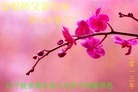 Published on 2/10/2013 ���ֹ�,��½�󷨵��ӹ�ףʦ������ã�19����
