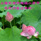 ���ֹ�,�Ϻ��󷨵��ӹ�ףʦ������ã�20����
