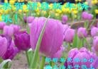 Published on 2/13/2013 ���ֹ�,��½�󷨵��ӹ�ףʦ��������֣�25����
